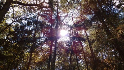 Low angle view of trees in forest