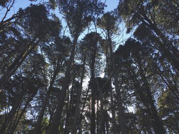 Low angle view of trees in forest