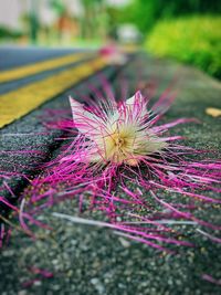 Close-up of flower against blurred background