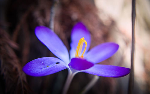 Close-up of purple crocus