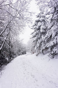 Snow covered land and trees during winter