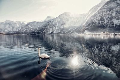 Ducks swimming in lake