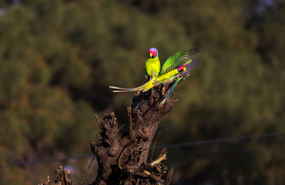 Guess number of parakeets