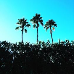 Low angle view of silhouette trees against clear sky