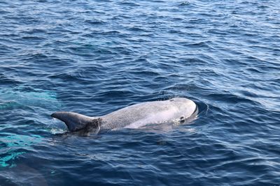 Whale swimming in sea