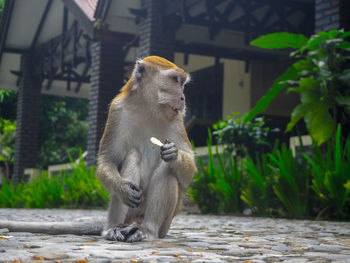 Monkey sitting on a tree