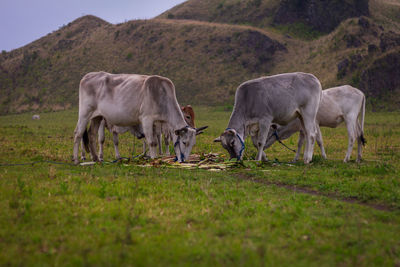 Horses grazing in a field