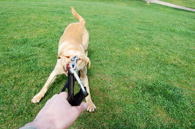 High angle view of dog pulling pet leash from hand on field