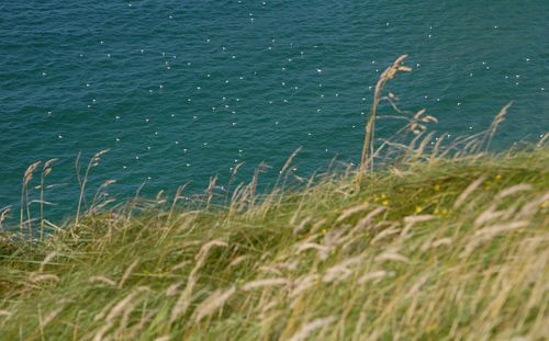 Close-up of grass on beach