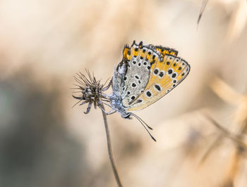 Close-up of butterfly on leaf