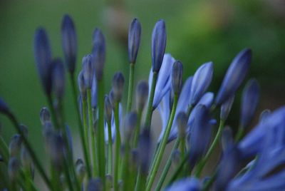 Close-up of purple flower buds growing outdoors