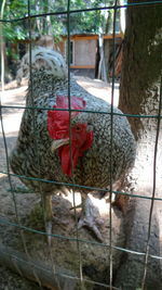 Close-up of rooster in cage