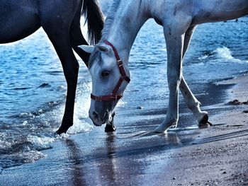 Horse on sea shore