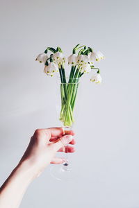 Hand holding plant against white background