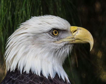 Close-up of eagle