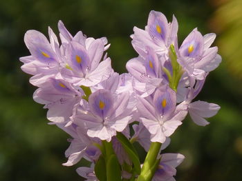 Close-up of purple flowering plant