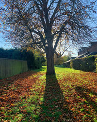 Trees in park during autumn