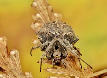 Close-up of spider on wood