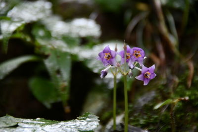 Close-up of purple flowering plant