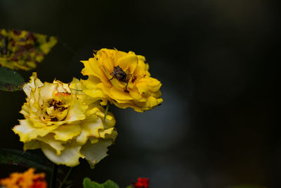 Close-up of bee pollinating on yellow flower