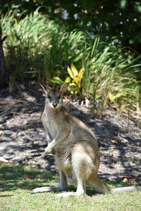 Portrait of squirrel on field