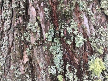 Full frame shot of tree trunk