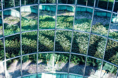 Close-up of plants in greenhouse