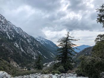 Pine trees on snowcapped mountains against sky