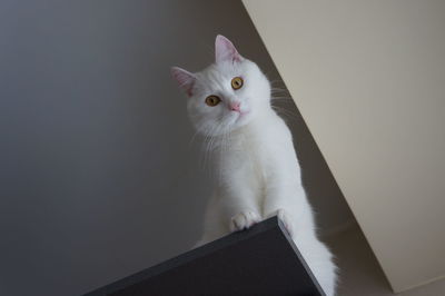 Close-up portrait of cat