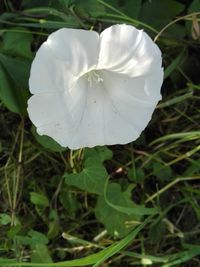 Close-up of white flowering plant on land