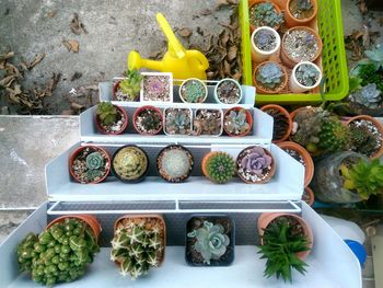 Directly above shot of potted plants on shelves during autumn