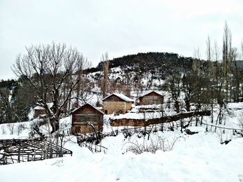 Bare trees on snow covered field