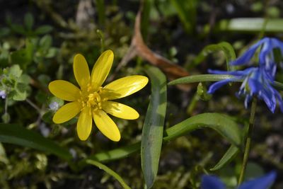 Close-up of yellow flower blooming