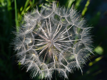 Close-up of dandelion against blurred background