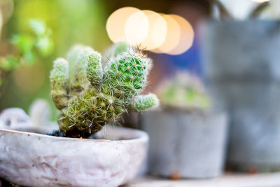 Close-up of succulent plant on table