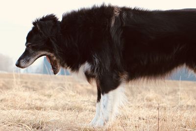 Side view of dog on field