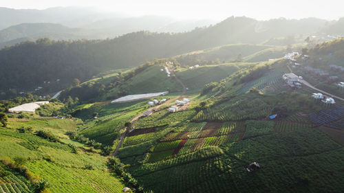 High angle view of agricultural field