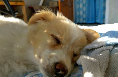 Close-up portrait of dog sleeping at home