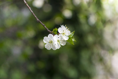 Close-up of white cherry blossom