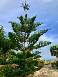 Palm tree by plants against sky