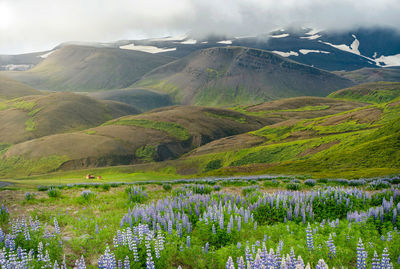 Great nature in the summer, the countryside in iceland with a full bloom of the lupine 
