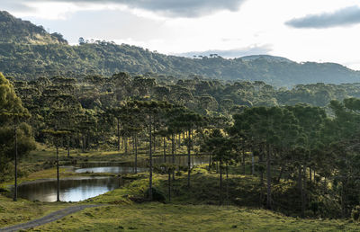 Scenic view of lake and trees against sky