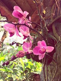 Close-up of pink flowers blooming on tree