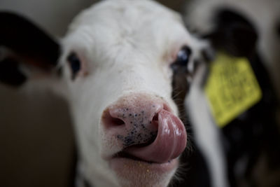 Close-up portrait of cow