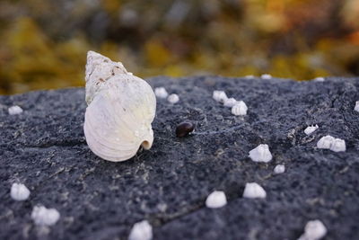 Close-up of surface level of stone wall