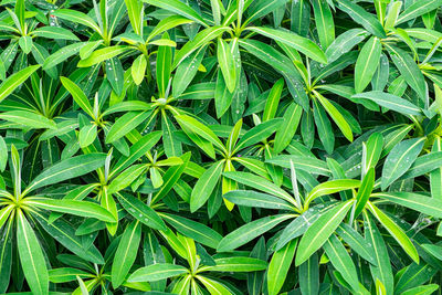 Full frame shot of coconut palm tree