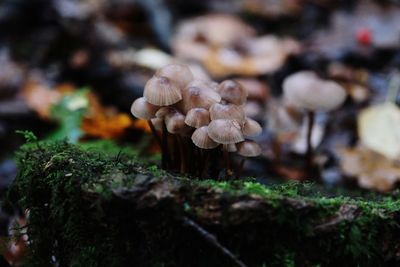 fungus