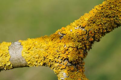 Close-up of yellow leaf on tree trunk