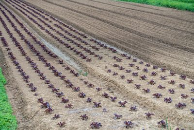 High angle view of purple land