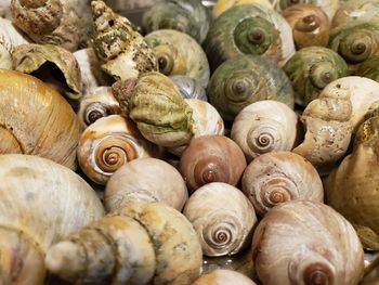 Full frame shot of shells for sale